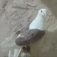 نر پشت سور، دوتا نر سفید