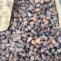 خرما کارتن موزی