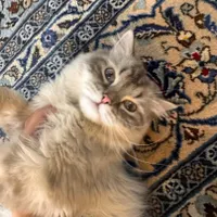 گربه