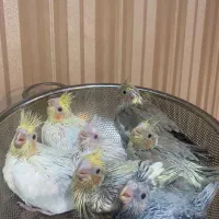 جوجه عروس هلندی سرلاکی نژاد سخنگو