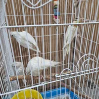 4 عدد عروس هلندی البینو و لوتینو|پرنده|اهواز, کوی نیرو|دیوار