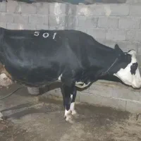 مایل به معاوضه نیستم