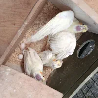 بچه عروس هلندی|پرنده|بهبهان, |دیوار