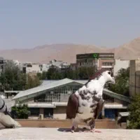 ازم رفت هر عزیزی پیدا کرد بم بگه مژدگانی بهش میدم