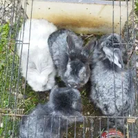 قیمت دانه ای ۵۰۰هزاز زیر قیمت