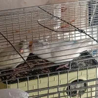 مرغ عشق معاوضه با عروس هلندی|پرنده|اسفراین, |دیوار