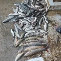 ماهی شیربت و برزم