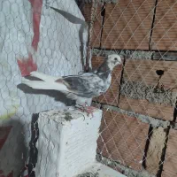جوجه کبوتر نر|پرنده|بندر ترکمن, |دیوار
