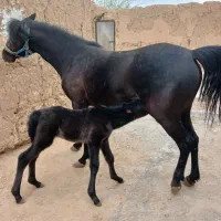 مادیون ونریون کره تاج|اسب و تجهیزات اسب‌سواری|یزد, |دیوار
