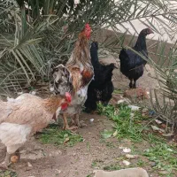 تخم مرغ  برهما