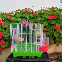 طوطی برزیلی هیبرید|پرنده|ساری, |دیوار