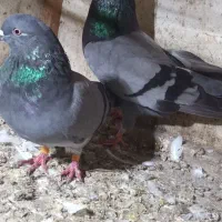 کبوتر جفتی|پرنده|سیاهکل, |دیوار
