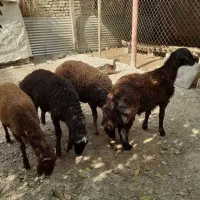 فروش‌بره نر