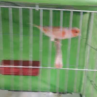 بزرگترین مجموعه پرندگان آوازخوان همه مست|پرنده|بهبهان, |دیوار