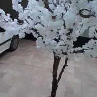 درختچه شکوفه های خارجی تنه طبیعی زیبا