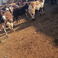 بره قوچ پلنگی|حیوانات مزرعه|زاوه, |دیوار