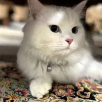 گربه پرشین|گربه|مشهد, چهارچشمه|دیوار