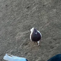 کبوتر کله ای|پرنده|فیروزآباد (آذربایجان), |دیوار