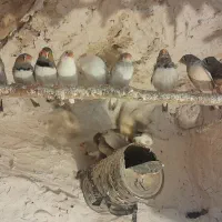 فروش ۳۰جفت فنچ