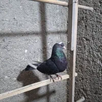 نر ابلغ شمرونی نوک سفید شاه پرا سفید