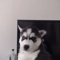 واگذاری هاسکی غذاخور