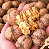 گردو نیمه کاغذی