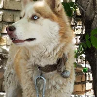 هاسکی قهوه‌ای