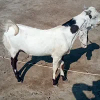 کهره نرگلابی اصل