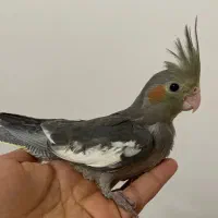 عروس هلندی سیامون