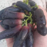 پیوند درختان