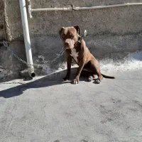 سگ پیت بول اصل|سگ|قدس, شهر‌قدس|دیوار