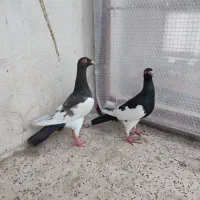 کبوتر یهودی