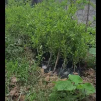 پیش فروش ویژه صنوبر.کبوده|خدمات باغبانی و درختکاری|شیراز, ارم|دیوار