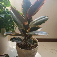 فروش گل های آپارتمانی|گل و گیاه طبیعی|ساری, |دیوار