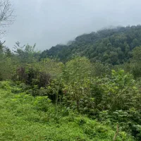 فروش زمین جنگلی در بهشت جاده گیلان