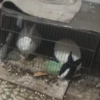 خرگوش نر وماده