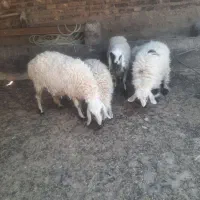 میش وبره