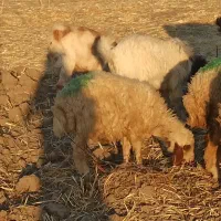 میش وبره|حیوانات مزرعه|بیلوار, |دیوار