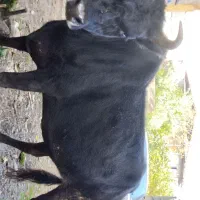 گاو شکم‌دار ۸ ماه به بالا تضمینی