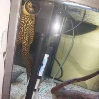 آکواریوم نیم دایره ماهیران ۸۰ لیتر|ماهی|قدس, شهرقدس|دیوار