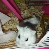 همستر وینتر وایت|موش و خرگوش|تهران, افسریه شمالی|دیوار