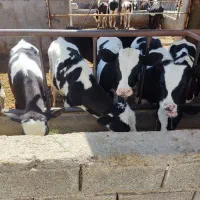 ۹ راس گوساله نر ۱۲۰ کیلو