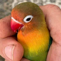 پرنده بازیگوش