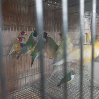 فنچ گلدین
