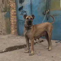 فروش فوری سگ های پاکوتاه