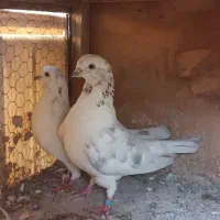 کفتر خال پیس