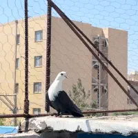 کفتر ماده مخملی