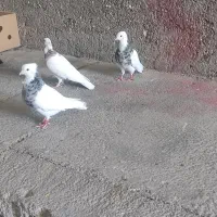 کفتر طوق هفترنگ