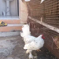 مرغ خروس گلین چهل تاج پاپر