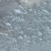 گرگی سرخ